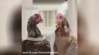 مرغ خواننده