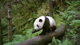 Pandas The Journey Home Trailer