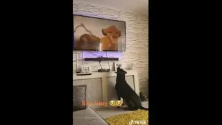 واکنش سگ ها به صحنه غمگین از انیمیشن شیرشاه
