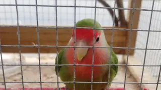 مرغ عشق