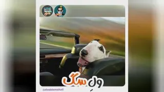 انواع نژاد سگ