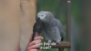 این طوطی واقعا عجیبه! اسمشم انیشتینه😄