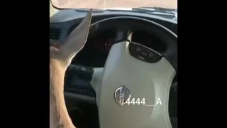خنده دار