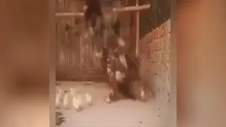 😱لحظه دلخراش بلعیدن 10 جوجه توسط دو عقاب شکاری در 7 ثانیه😱