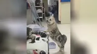 حیوانات بامزه