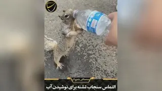 #با حیوانات مهربان باشیم