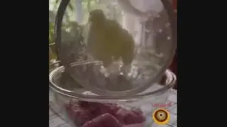 غذایی..