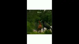 قدرت جذب