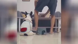 طنز‌سگ‌وصاحبش