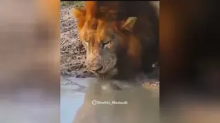 دوبله حیوانات