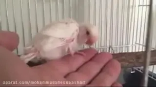 بزرگ شدن جوجه مرغ عشق