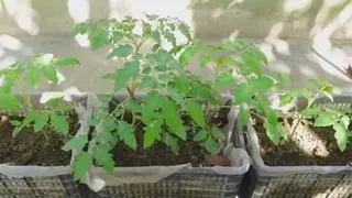 کاشت گوجه