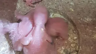 پروسه از تخم درومدن جوجه کاسکو