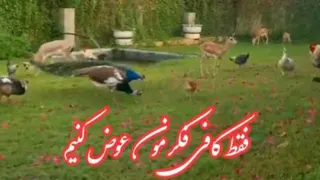 ثروتمندشدن راه سخت وپیچیده ای نداره💰💰💰
