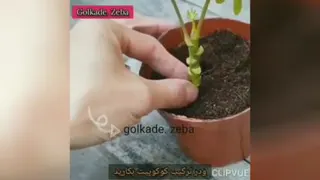 قلمه زدن شفلرا