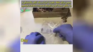 کاست هسته خرما