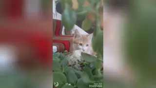 طلا و بلا وقتی برای اولین بار برگ میبینن_روز 54 ک
