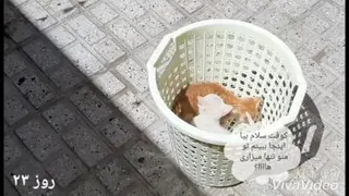 داستان پیشولی ها_قسمت سوم