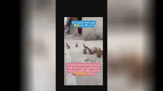 اردک های با‌معرفت هر روز باهم قرار میذارن 😍😍😍