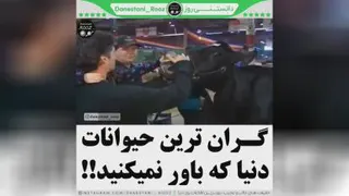 سرزمین عجایب