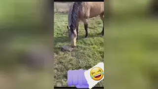 #فرارمرغی