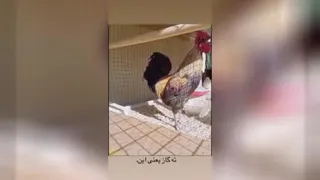 ته_گاز