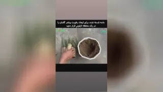 نحوه ریشه زدن رز