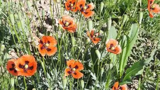 خورشیدیان خاک نشین🌷