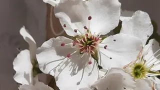 شان معلم
