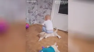 بچه جون آخه شوخی با گربه