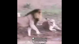 حیوانم آرزوست