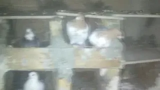 حیوانات
