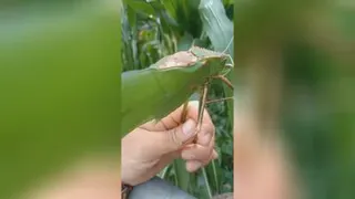 ملخ باغچمون