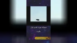 تفکرتان مثل زنبوره یا مگس؟؟؟؟🤔🤔