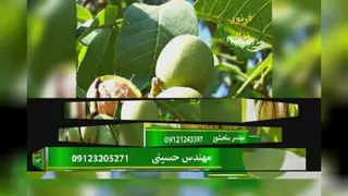 خرید نهال گردو چندلر با تضمین قیمت و کیفیت (com.فرنور.www)
