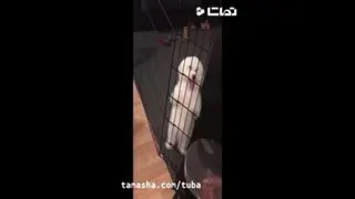 حرکت دیدنی وجذاب سگ پشمالو