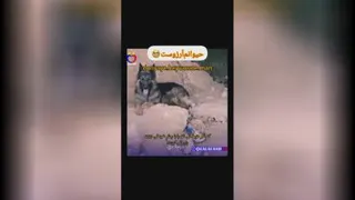 مامور خدا