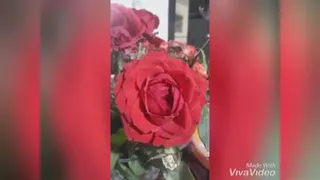 گل رز😍