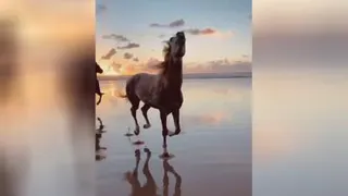 اسب قشنگ
