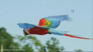 مدیتیشن