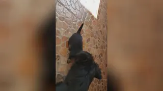 حیوانات