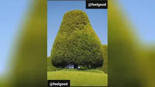 خلقت زیبا