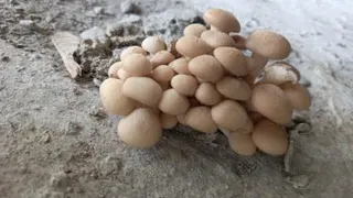 گیاه قارچ