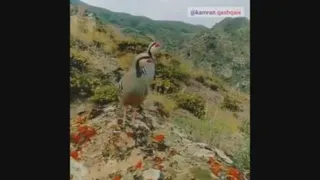 کلیپ جیگره یارا کیلیگ