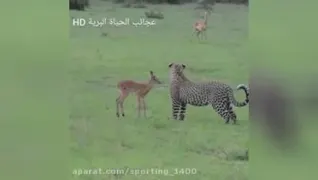 مستند حیوانات.. شکار شیر