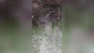 خرچنگ رودخانه کنار تار