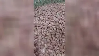 خرید آجیل آنلاین