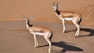 طبیعت محیط زیستت