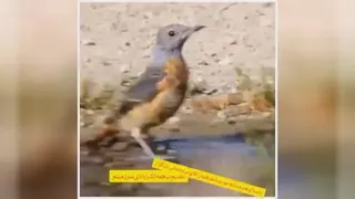 اهنگ گرین خواننده مرادنجاتی