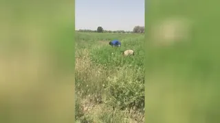 برداشت حنا رودبار
